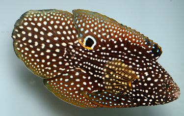 CALLOPLESIOPS ALTIVELIS